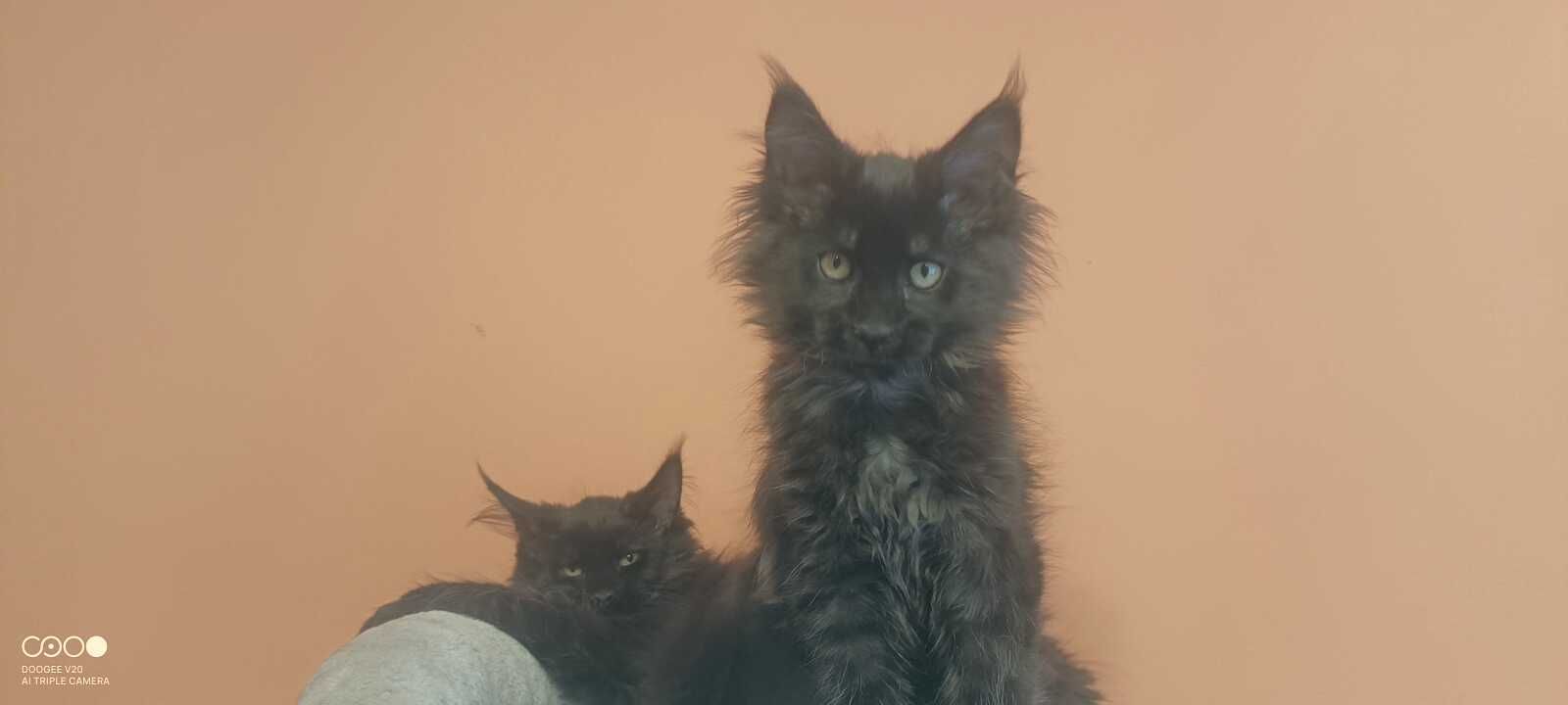 Kotka Maine Coon