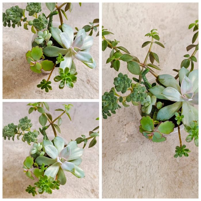 Продаж кімнатних сукулентів