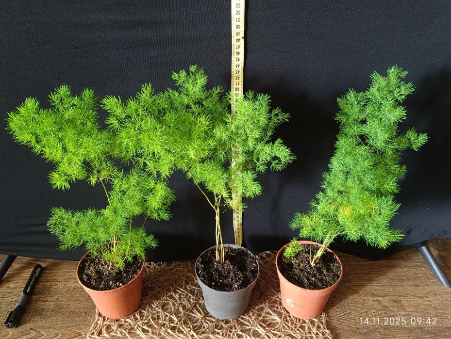 Аспарагус Умбеллатус