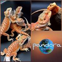 Бородатая агама Pogona vitticeps морфы Hypo Red