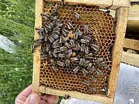Бджолопакт пчелопакет