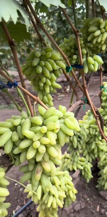 Саджанці винограду