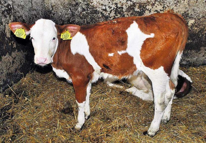 Byczek automat do pojenia cieląt odpajalnia Urban U20