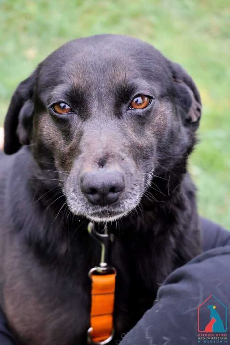 Wyjątkowo oddana, kocha ludzi, radosna - idealny przyjaciel - adoptuj