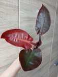 Pink princess, red spot tricolor, philodendron, scindapsus, syngonium