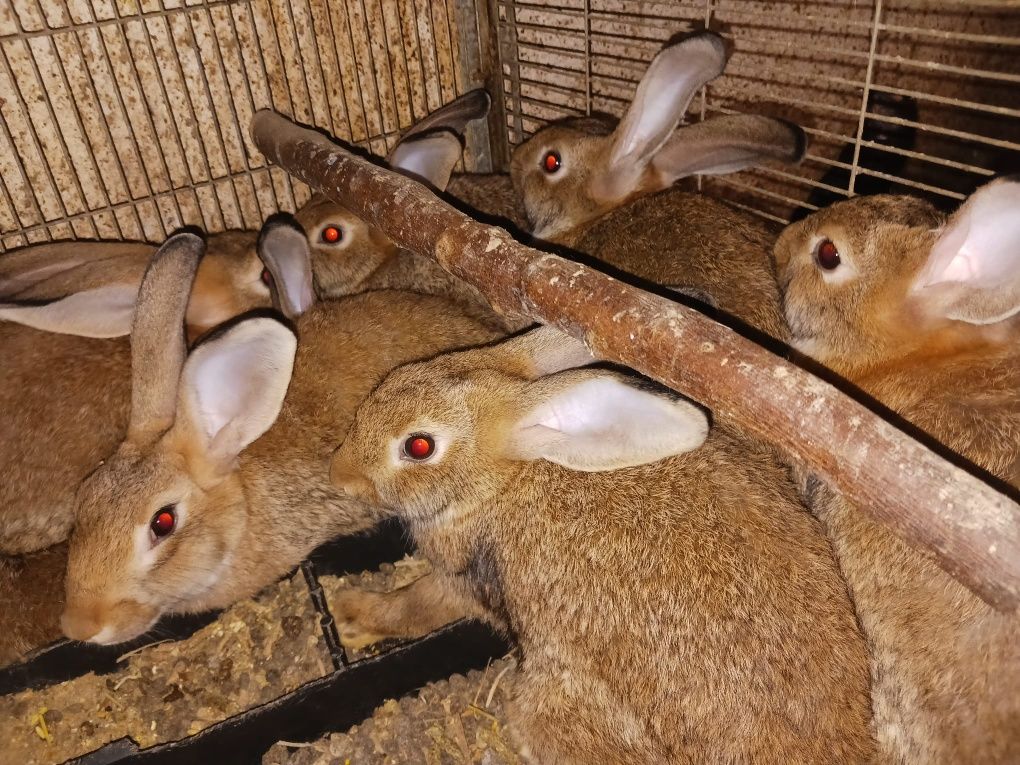 Vendo coelhos caseiros