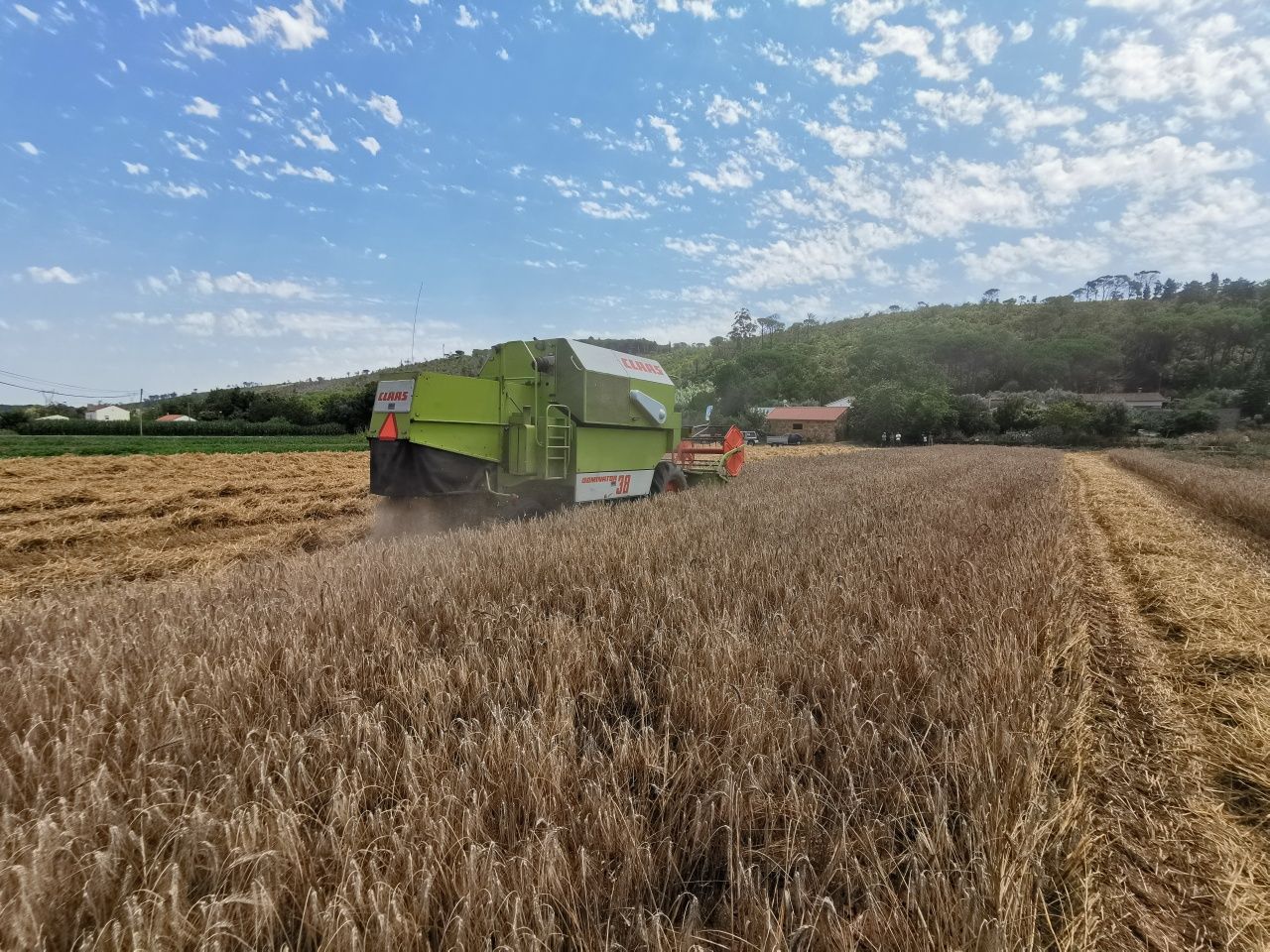 Triticale para alimentação animal