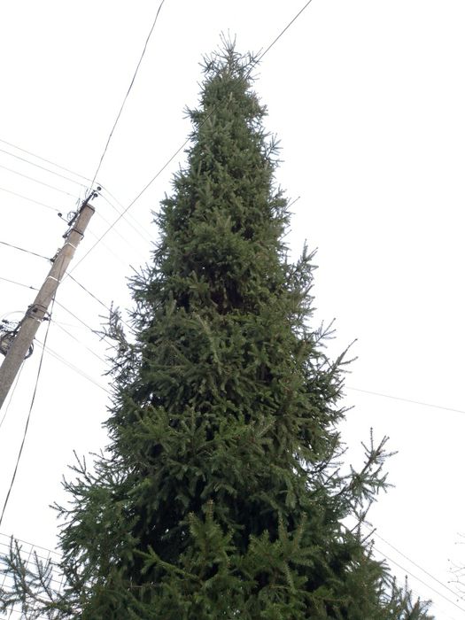 Ялинка (Карпатська смерека)