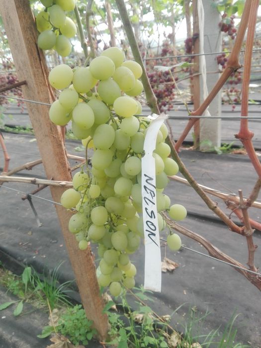 Sok z winogron 6L (2x3L) WYSYŁKA sok winogronowy foliopak