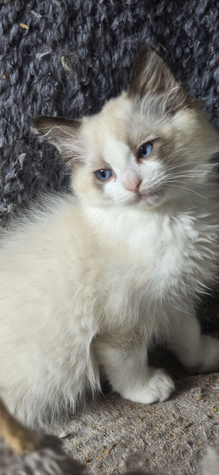 Ragdoll kotka 3 msc