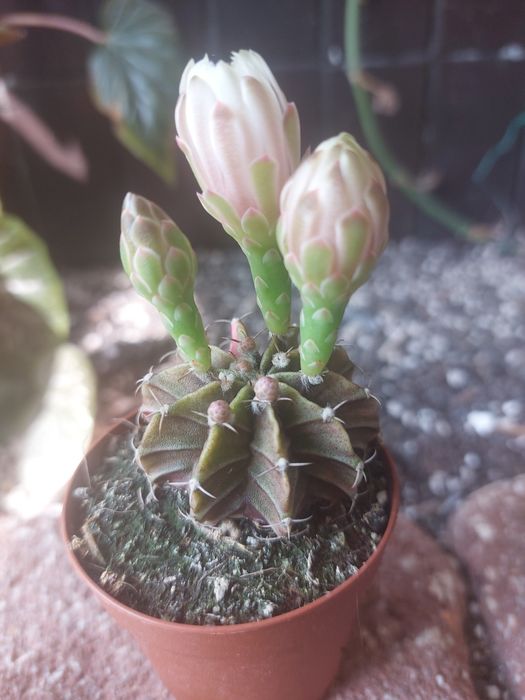 Catos Gymnocalycium coloridos em vasos de tamanho 5.5