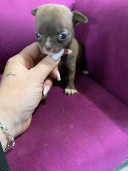 Dziewczynka chihuahua