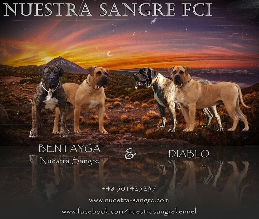Presa Canario ZKwP(FCI) / Zapowiedź