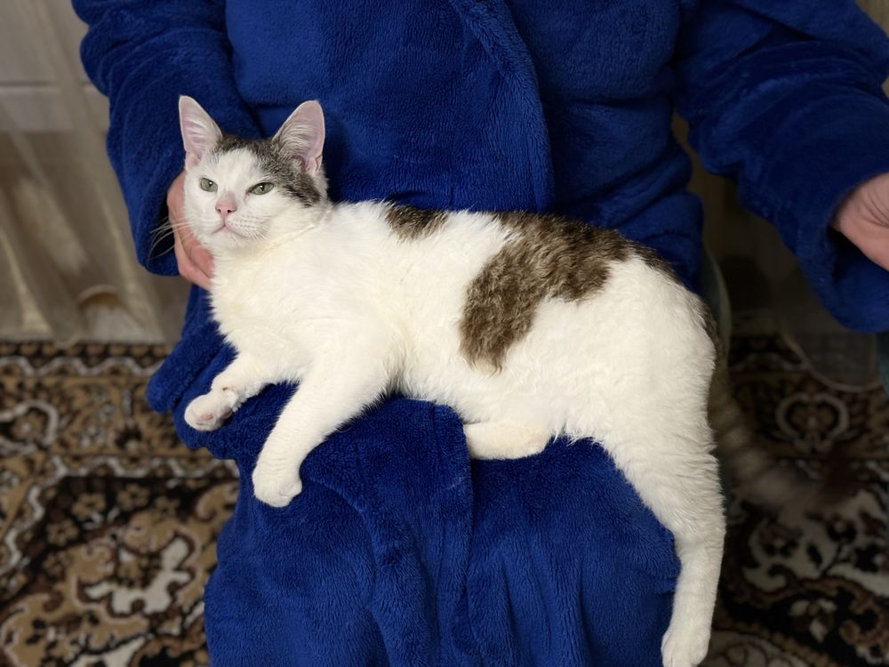 Благаю !!! Кошеня, коти, кіт, кішка, котик, прочитайте опис