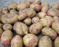 Продам врожайну картоплю