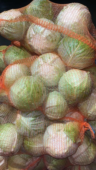 Kapusta paszowa/odpadowa