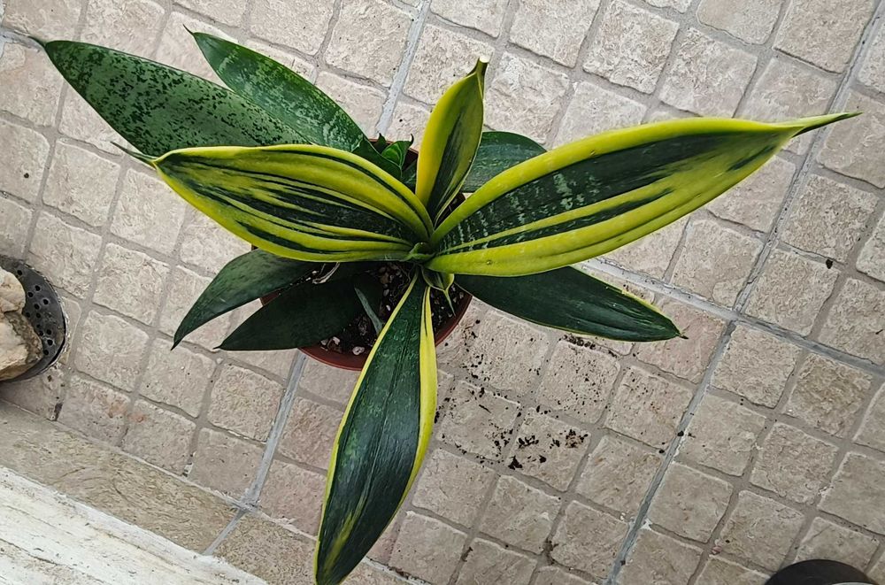 Planta sansevieria / espada de S. Jorge e Sta. Bárbara