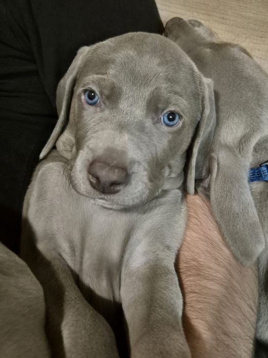 Samiec Szczenię wyżła weimarskiego krótkowłosego