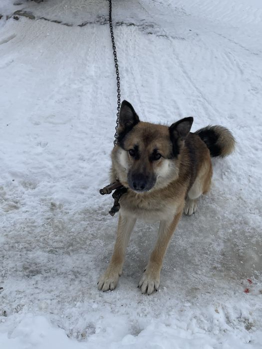 Відам собаку безкоштоано