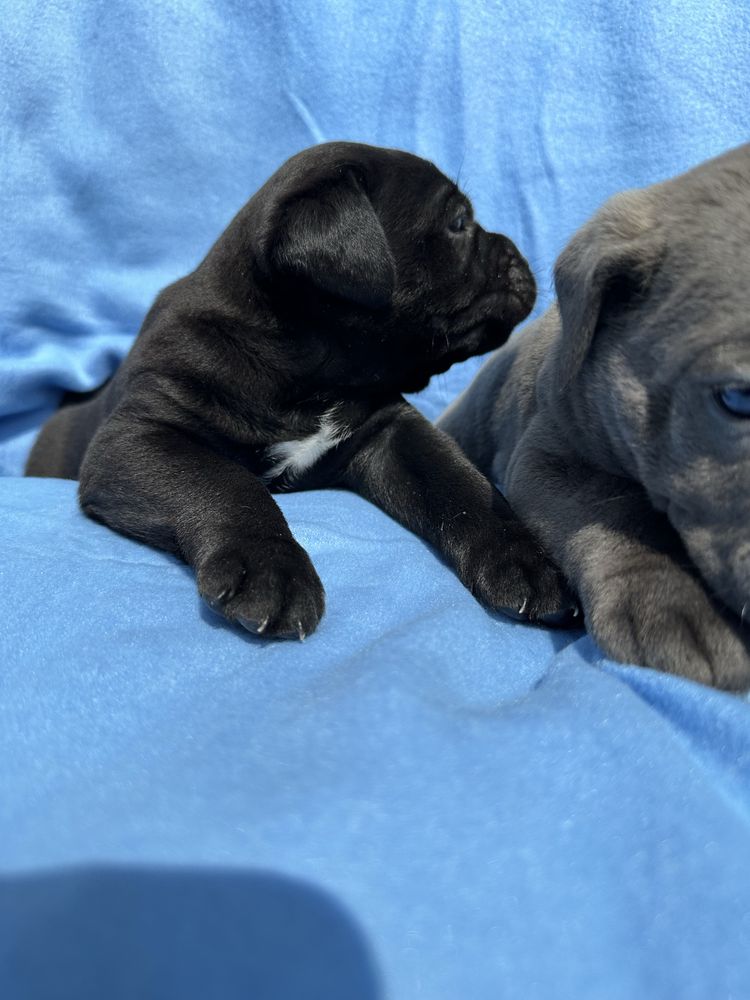 Чорний Cane Corso Ван Дам, 1 місяць — спокійний