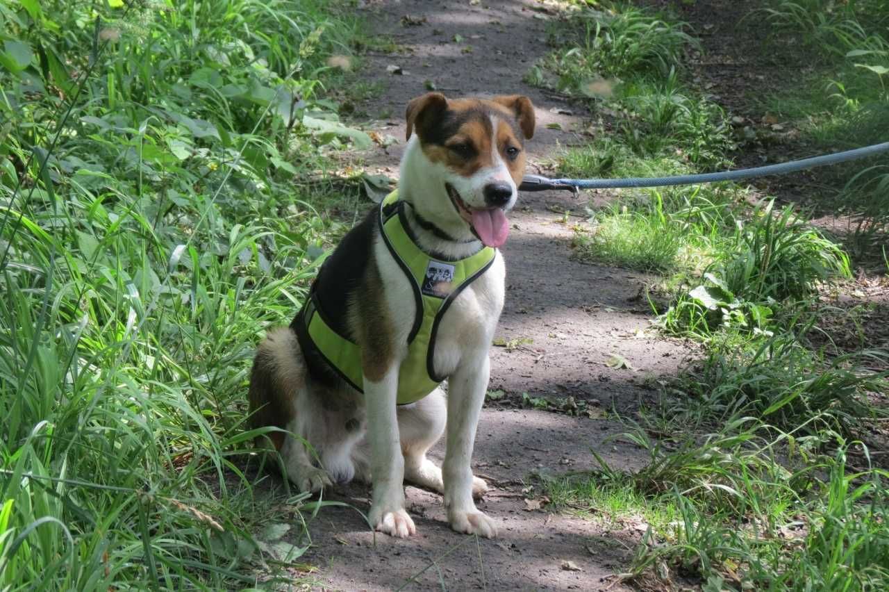 Rio - trikolorowy, piękny psiak, niewidomy - do adopcji.