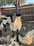 Borrego suffolk para venda