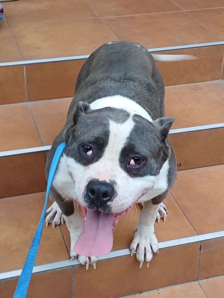 Pitbull suczka pitbull