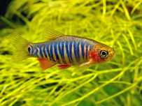 Razbora Erythromicron - Sklep Zoologiczny