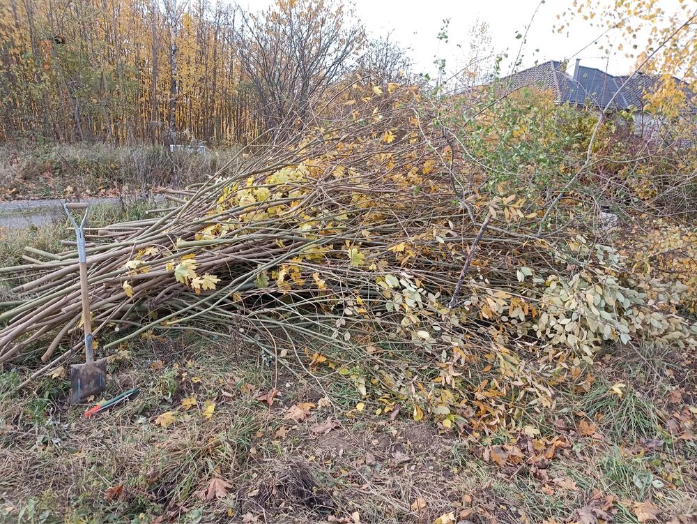 Drewno do wzięcia, opał, gałęzie. Borkowo Łostowickie