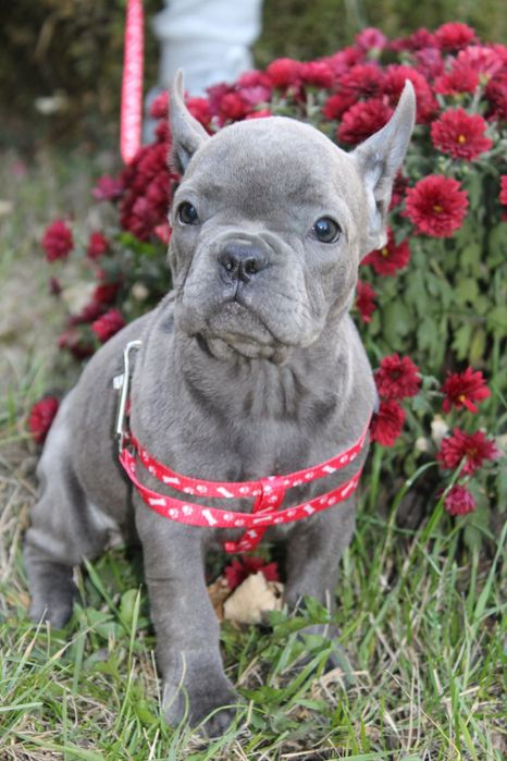 Чарівний веселий озерний