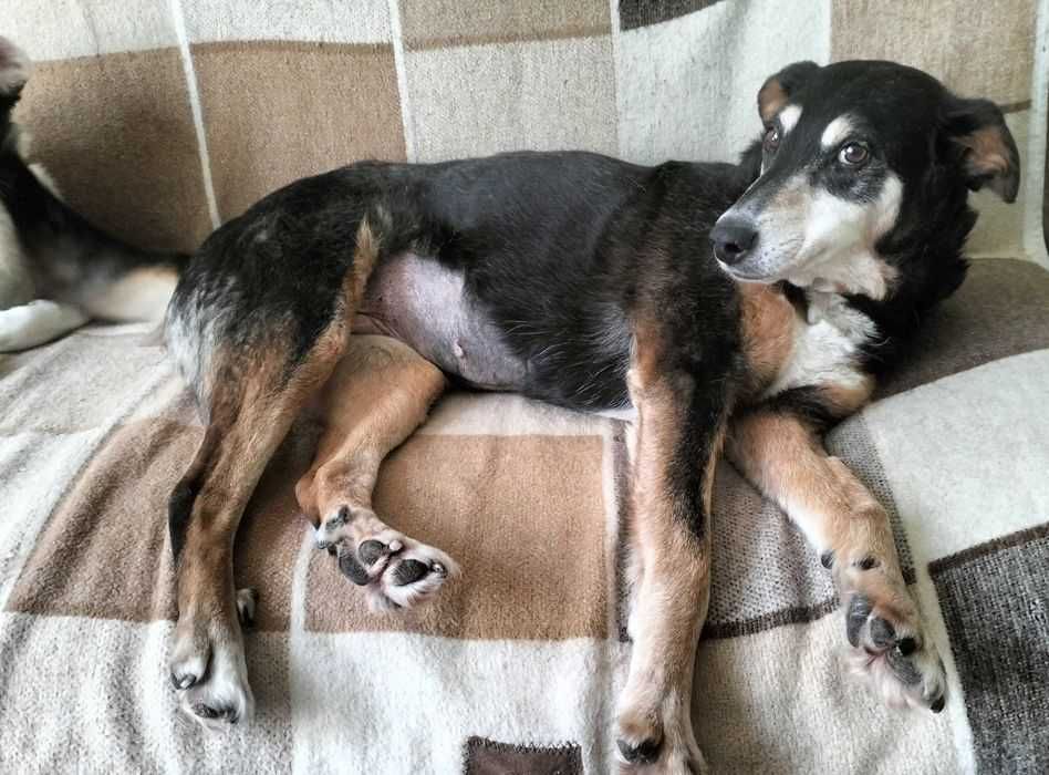 Zosia czeka na dom