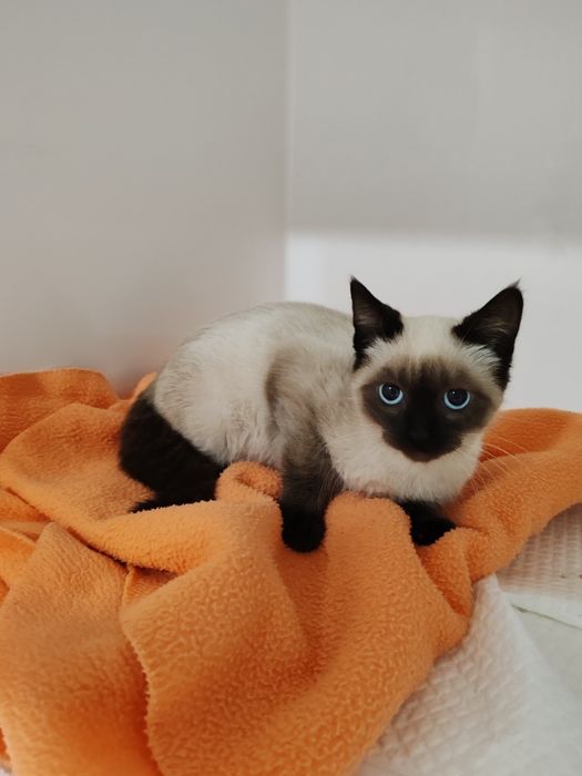 Dou gatinhas 2 meses