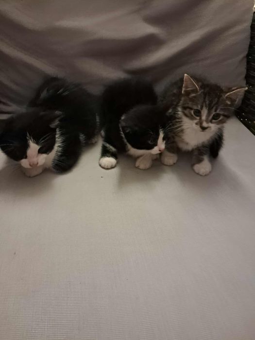 Oddam kotki w dobre ręce