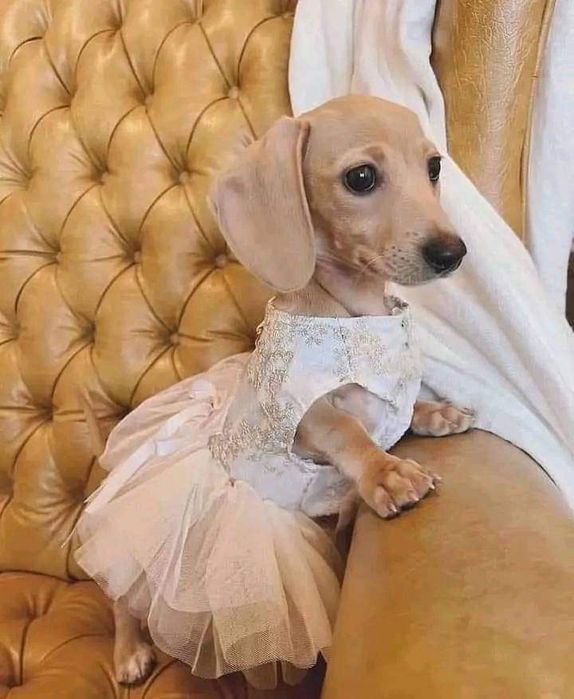 Доставка цуценят в Німеччину кожні два тижні