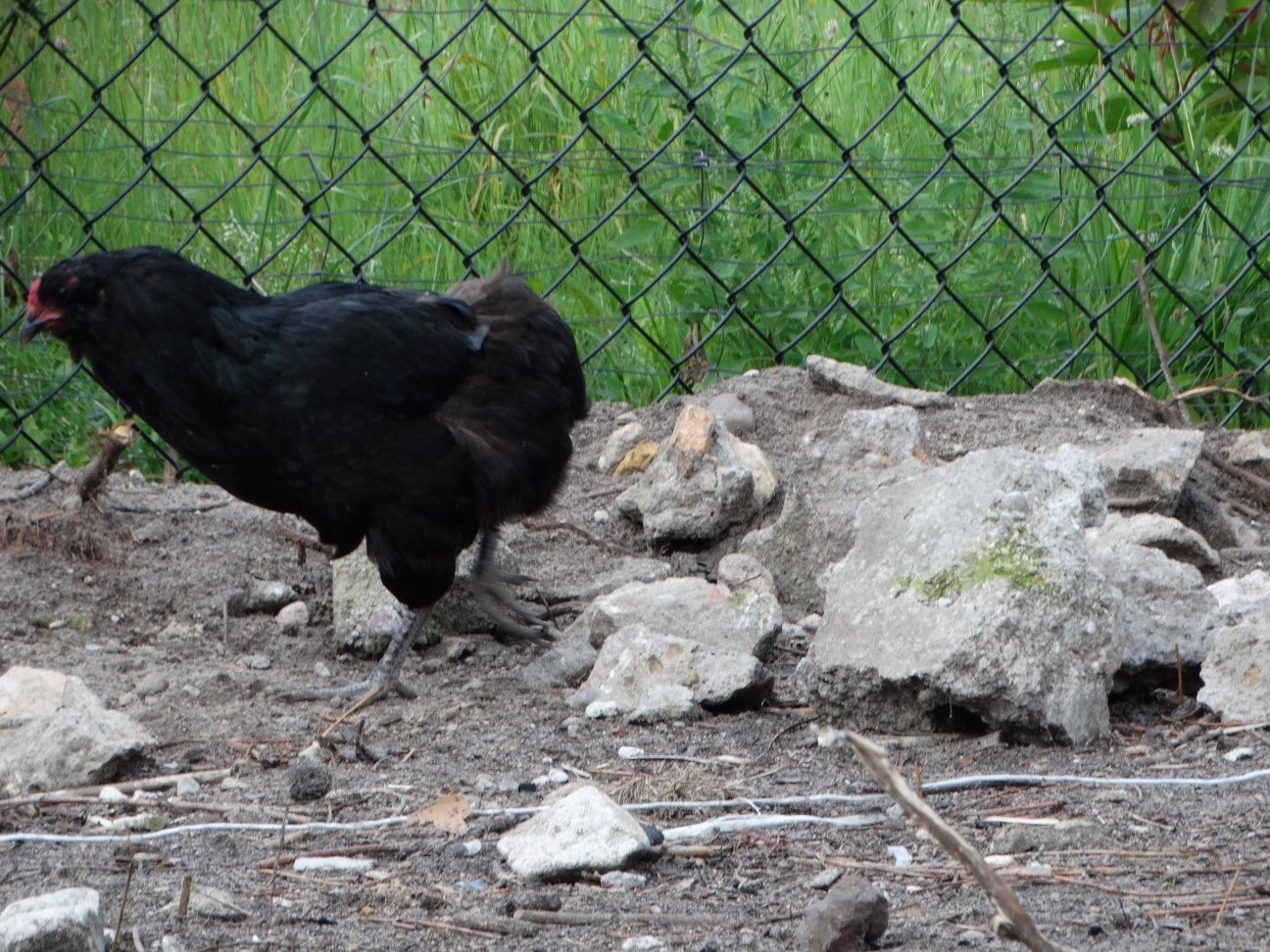 Sprzedam kurę araucana bezogoniastego