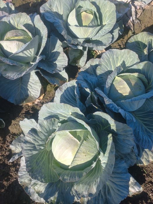 Капуста  Агресор