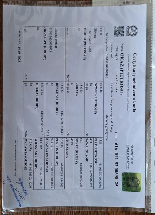 Źrebak koń Ogier Rasowy Hucuł rasa huculska