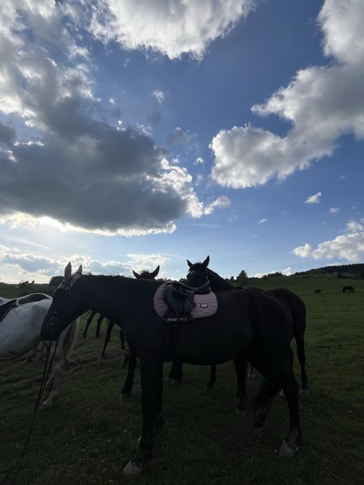 Siodlo wszechtronne 16,5cala