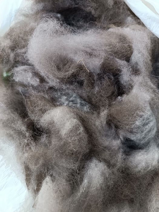 Подшерсток  чау-чау