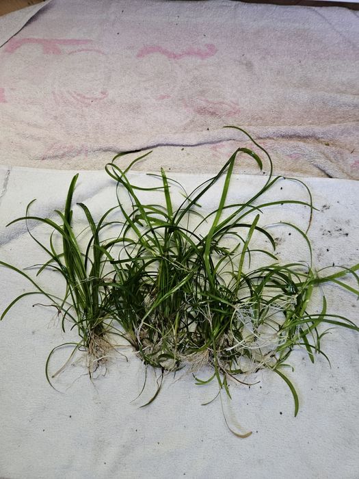 Sagittaria Subulata