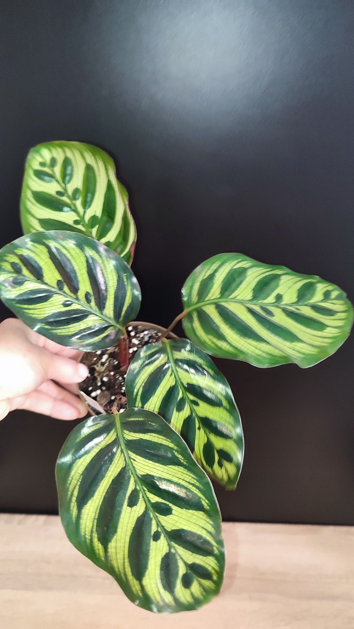 Kalatea Makoya,Calathea Makoyana