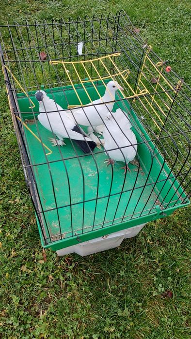 Golebie ozdobne bocian krymek kapucyn pawiki