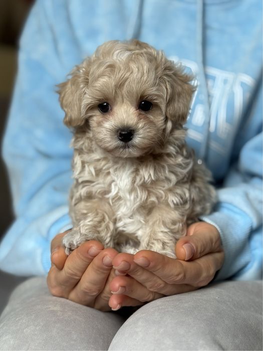 Эксклюзивный окрас perl caramel Мальтипу !!!