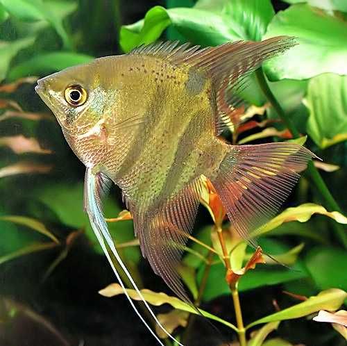 Żaglowiec skalar Leopolda - Pterophyllum leopoldi - DOWÓZ, WYSYŁKA