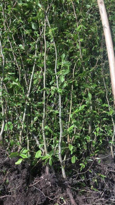 Акция!от 500  шт. Саженцы липы мелколистой или сердцевидной!МЕДОНОС!