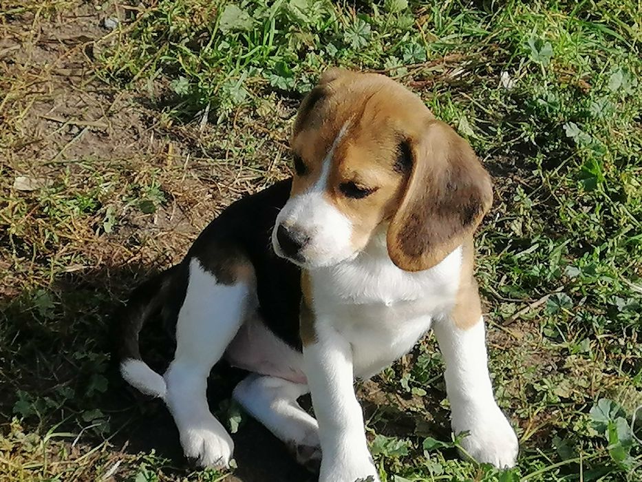 Beagle tricolor szczeniak
