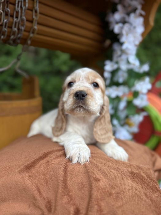 Cocker spaniel angielski Piesek Rodowód
