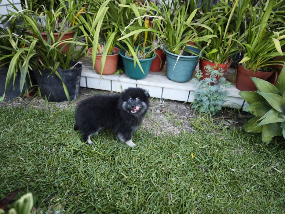 Spitz alemão anão Lulu da Pomerânia criado em ambiente familiar