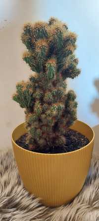 Duży kaktus Cereus repandus