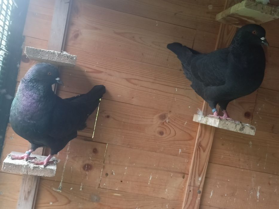 Witam sprzedam Kingi